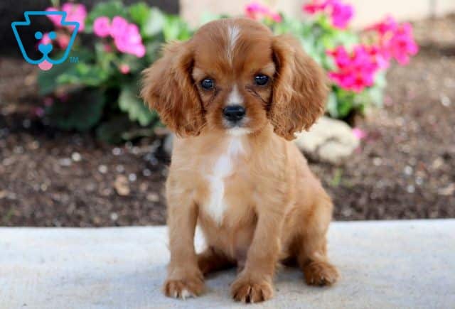 Simba Cavalier 1-001