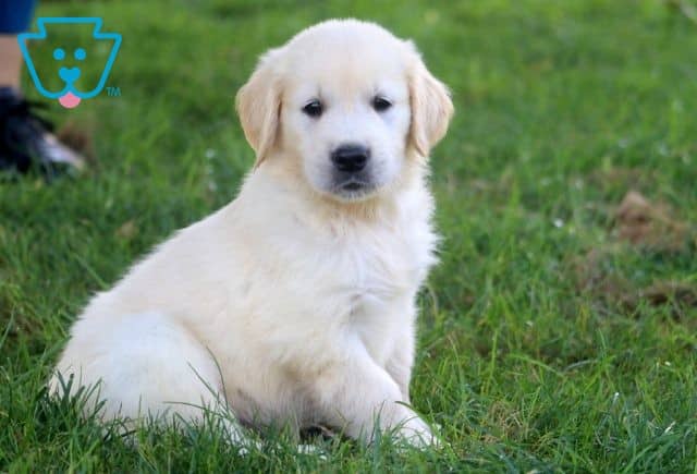 Skittles Golden Retriever 1-001