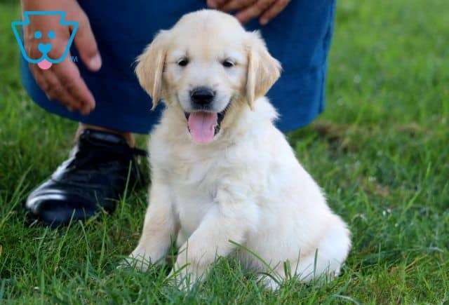 Skyler Golden Retriever 1-001