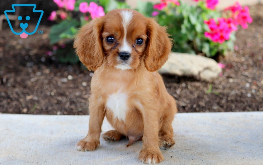 Sophie | Cavalier King Charles Spaniel Puppy For Sale | Keystone Puppies