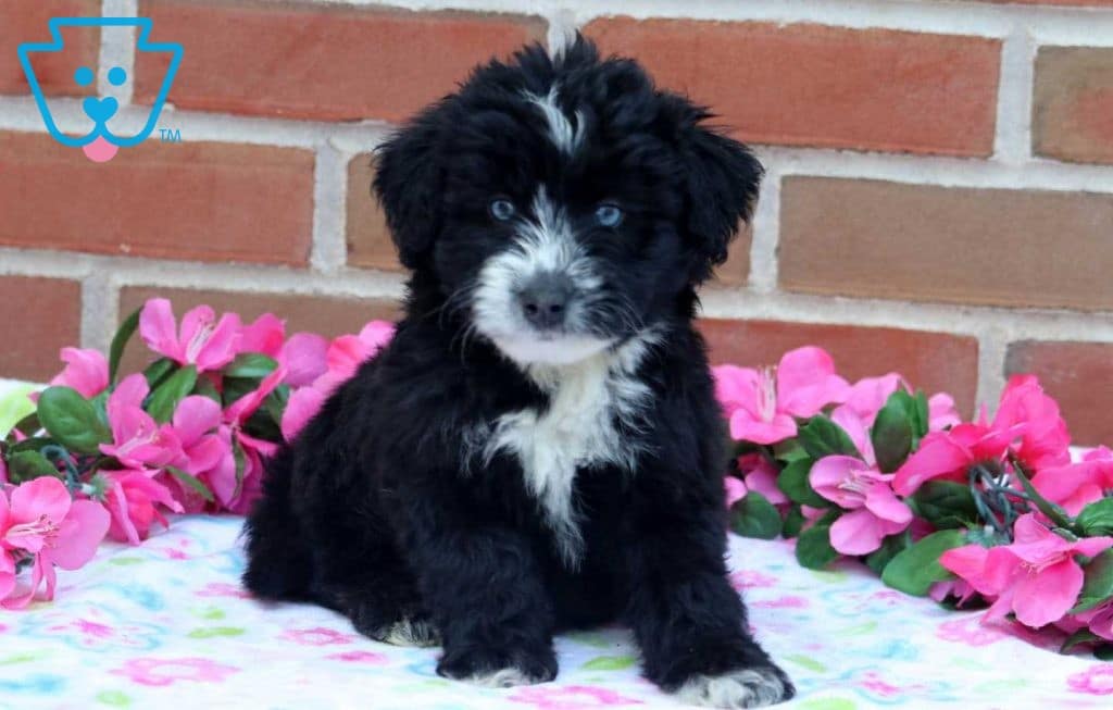 husky mini poodle mix