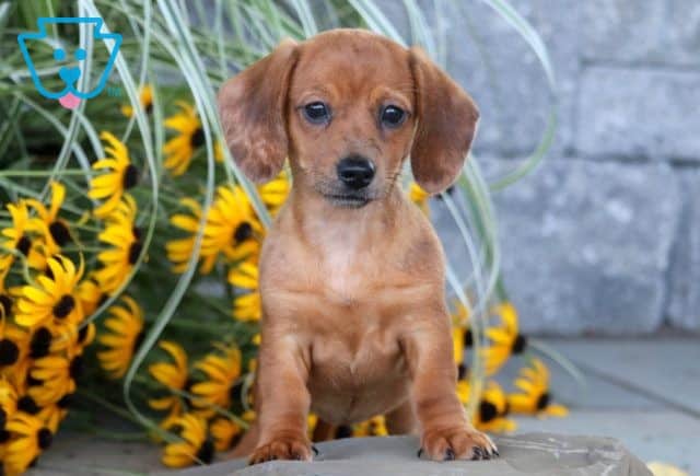 Sushi Mini Dachshund 1-001