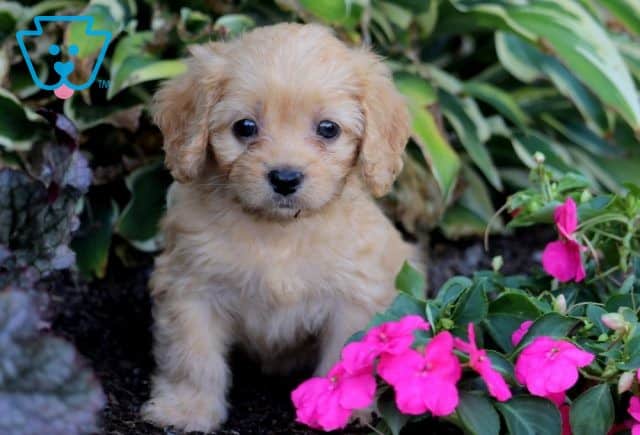 Tabitha Cavapoo 1-001