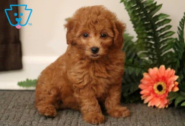 Taffy Mini Goldendoodle