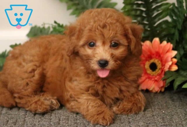 Taffy Mini Goldendoodle2