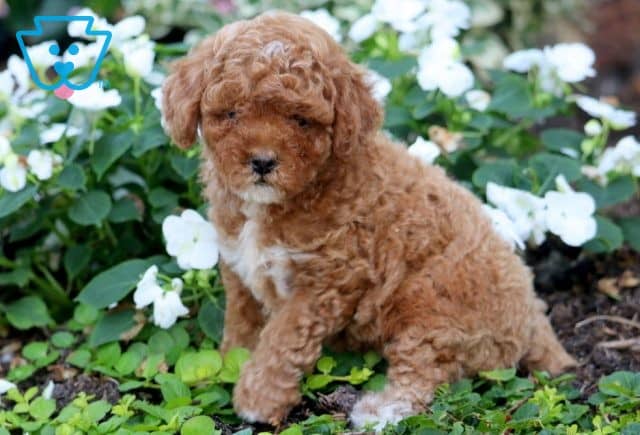 Teddy 2-001