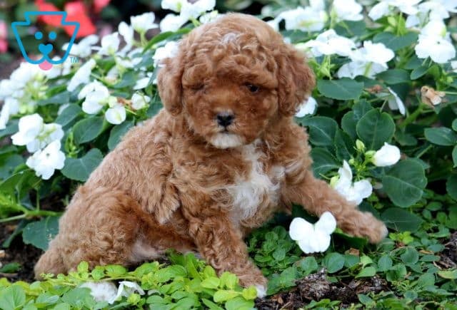 Teddy 3-001
