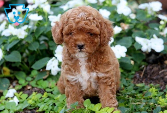 Teddy Mini Poodle 1-001