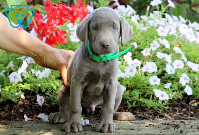 Theo Silver Lab 1-001