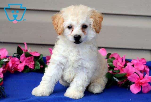Timmy Bichpoo 1-001