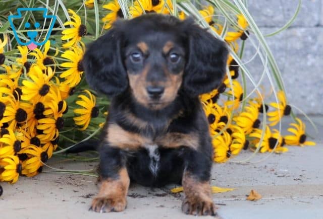 Tootsie 2-001
