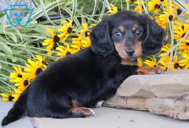Tootsie Mini Dachshund 1-001