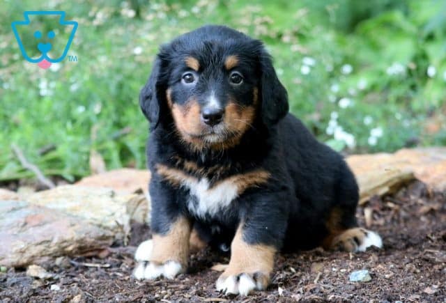 Tory Bernese Mountain Dog 1-001