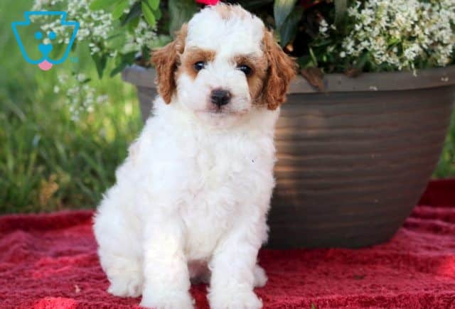Val Mini Goldendoodle 1-001