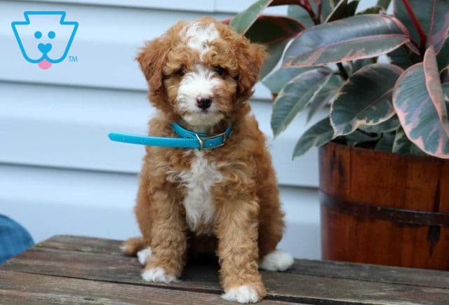 Velvet Mini Goldendoodle