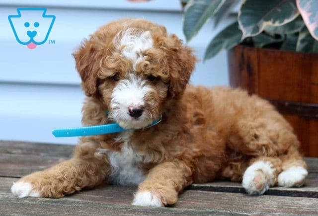 Velvet Mini Goldendoodle2