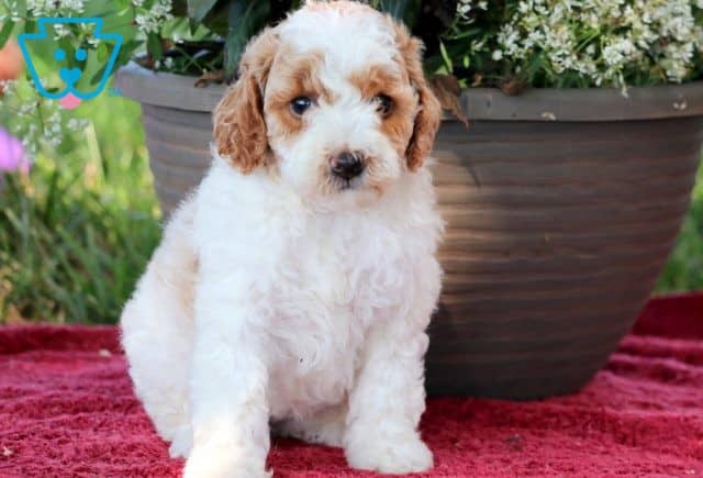 Vicky Mini Goldendoodle 1-001