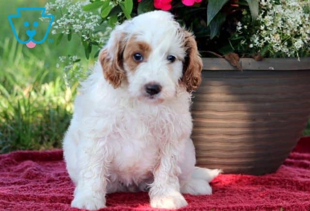 Victoria Mini Goldendoodle 1-001