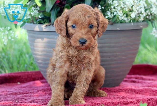 Villa Mini Goldendoodle 1-001