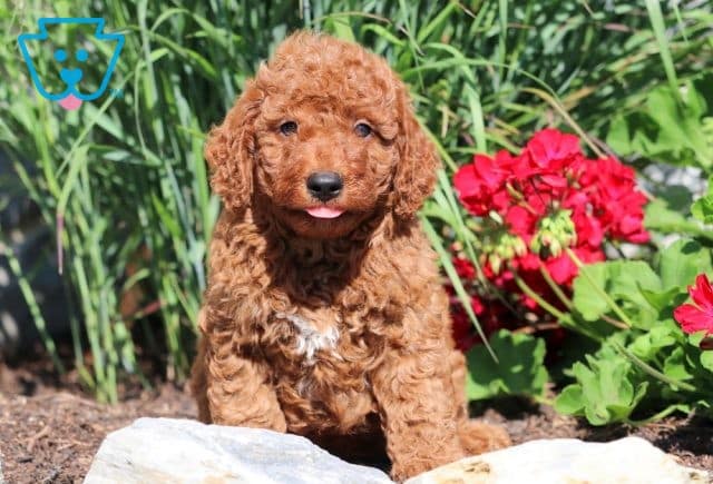Vinny Mini Goldendoodle 1-001