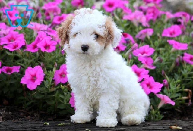 Zella Toy Poodle