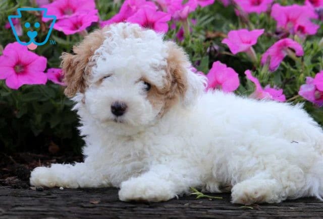 Zella Toy Poodle2