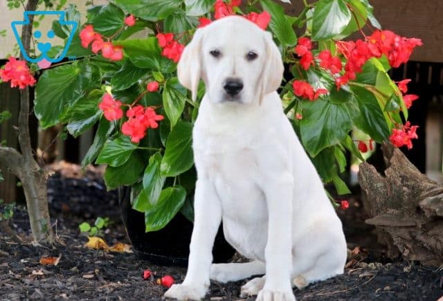 Zoey Yellow Lab 1-001