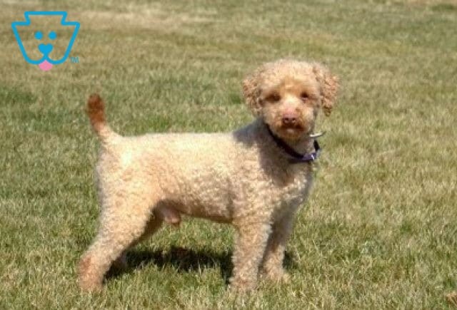 Ace - Mini Poodle
