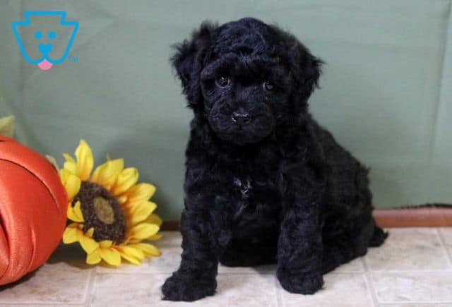 Amber Toy Poodle