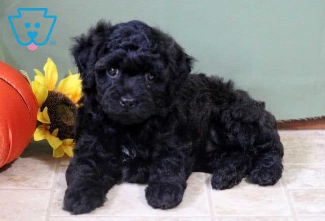 Amber Toy Poodle2