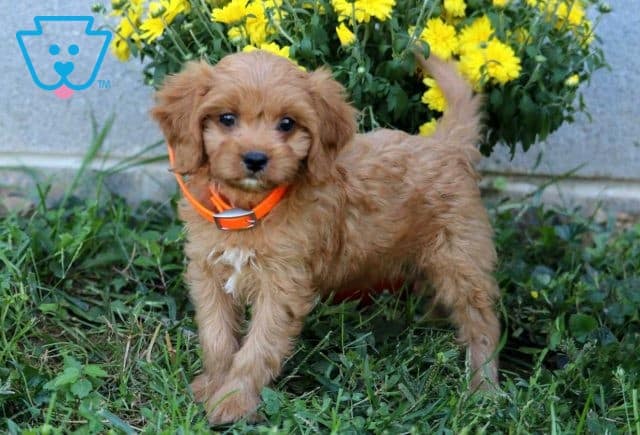 Angel Cavapoo