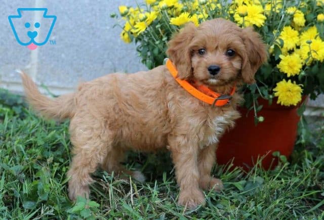 Angel Cavapoo2