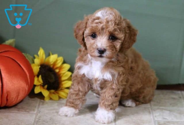 Avery Toy Poodle