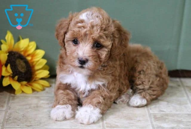 Avery Toy Poodle2