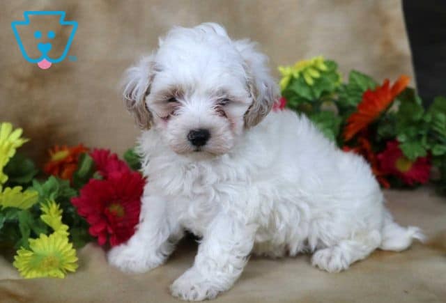 Bam Bam Maltipoo