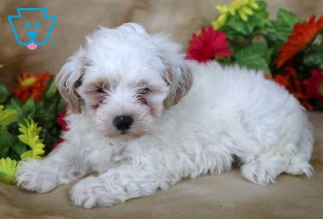 Bam Bam Maltipoo2