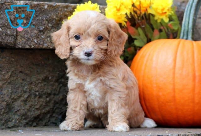 Bean Cockapoo 1-001