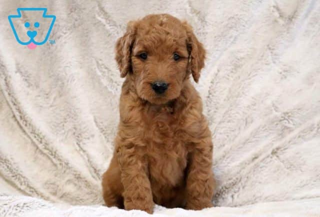 Bixby Goldendoodle