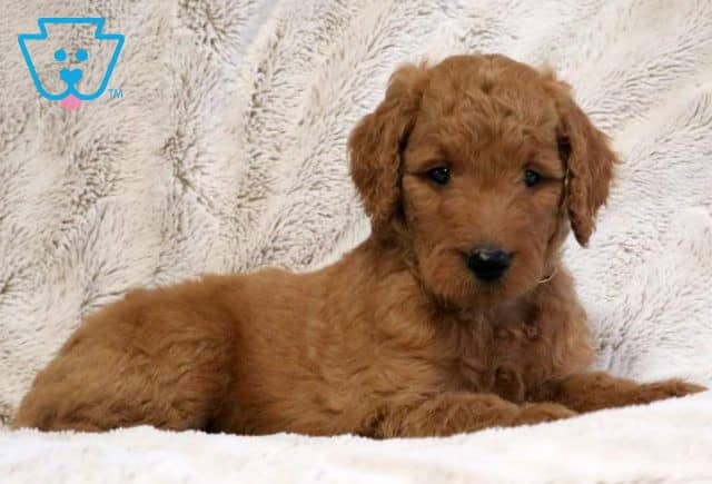 Bixby Goldendoodle2