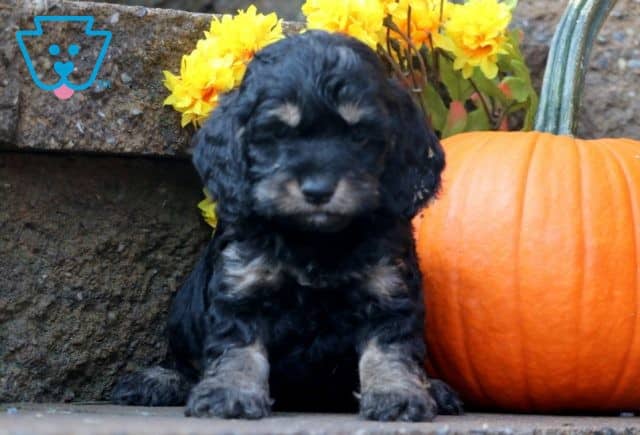 Bobby Cockapoo 1-001