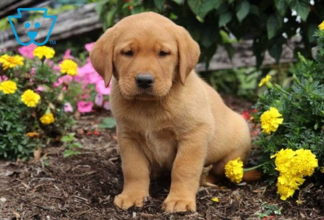 Bones Red lab