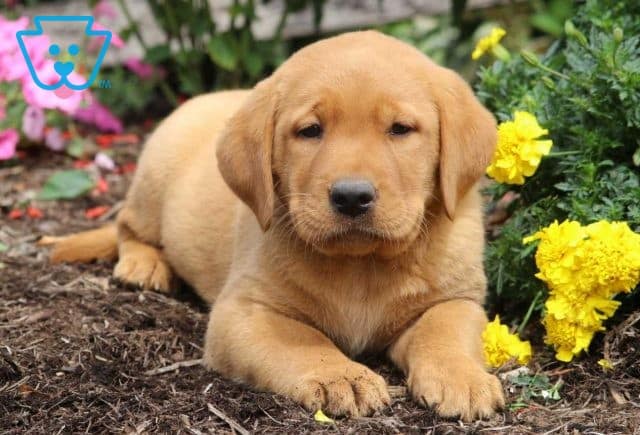 Bones Red lab2