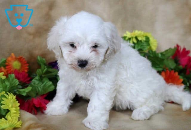 Bunker Maltipoo