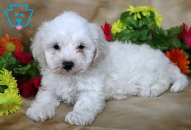 Bunker Maltipoo2