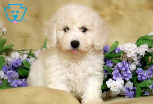 Charm Bichon 1-001