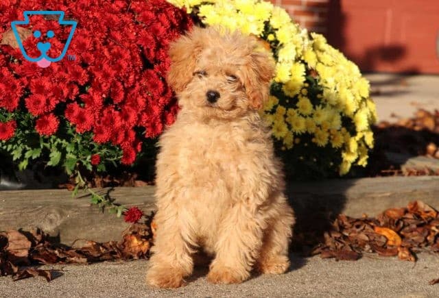 Chloe Cockapoo Retake