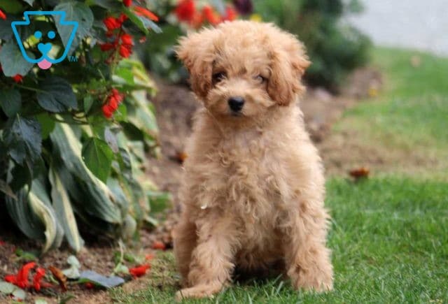 Chloe Cockapoo Retake