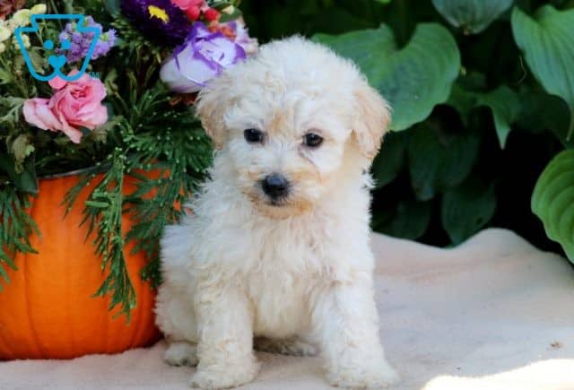 Daisy 2-001