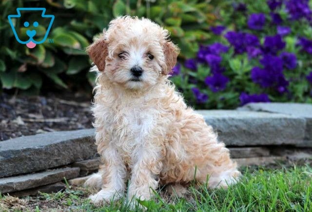 Daisy Mini Goldendoodle
