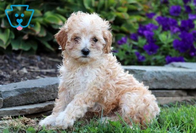 Daisy Mini Goldendoodle2